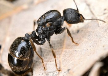 ヒアリと普通のアリの違いの見分け方は 天敵や特徴 大きさも コトログ