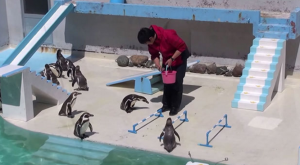 北海道おすすめ水族館自由気ままなペンギン