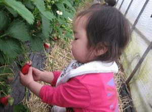 イチゴ狩り愛知県おすすめ人気ランキング19 予約なしでok コトログ