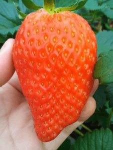 いちご狩り神奈川県おすすめ人気ランキング19 平日営業okは コトログ