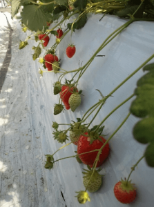 いちご狩り神奈川県おすすめ人気ランキング19 平日営業okは コトログ