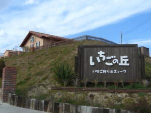 イチゴ狩り愛知県人気ランキングいちごの丘