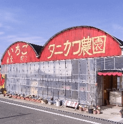 イチゴ狩り愛知県人気ランキングタニカワ農園