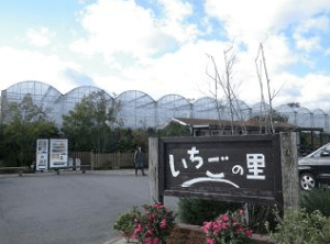 イチゴ狩り愛知県人気ランキング南知多いちごの里
