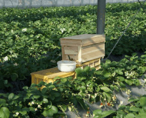 神奈川いちご狩り人気ランキング2017いちごはうす嘉山農園蜂