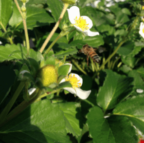 神奈川いちご狩り人気ランキング2017わだいちご園ミツバチ