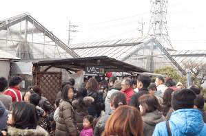 神奈川いちご狩り人気ランキング2017ストロベリーハウス混雑