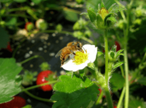 神奈川いちご狩り人気ランキング2017ホヤノイチゴ園ミツバチ