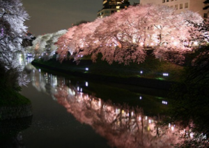 ライトアップ隅田公園桜
