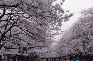 上野恩賜公園桜