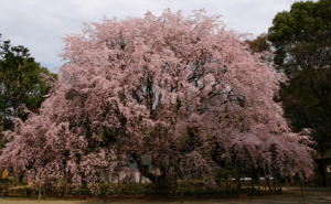 六義園桜
