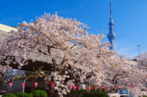 隅田公園桜