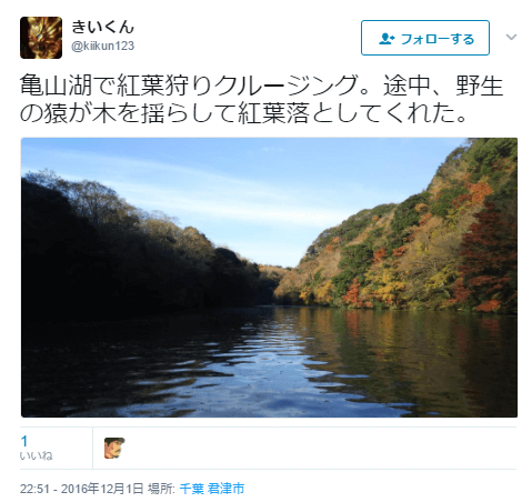 亀山湖野生猿紅葉