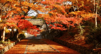 京都紅葉きれい