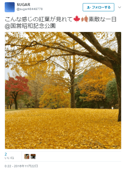 国営昭和記念公園きれい紅葉