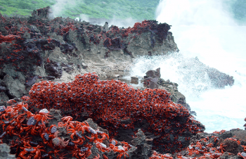 波打ち際の岩場の大量のアカガニ